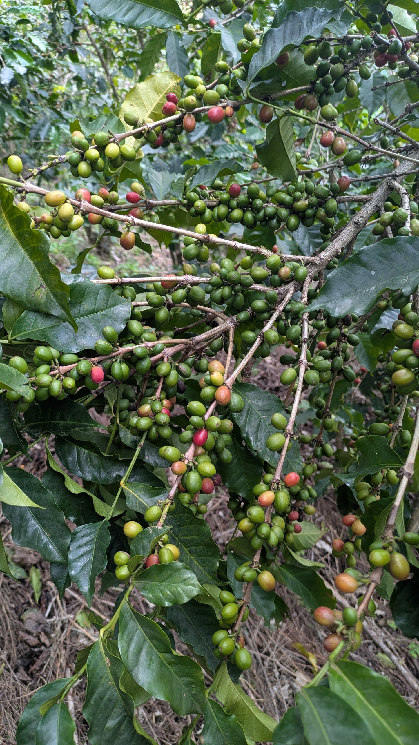 Rwanda Gishambvu 100g