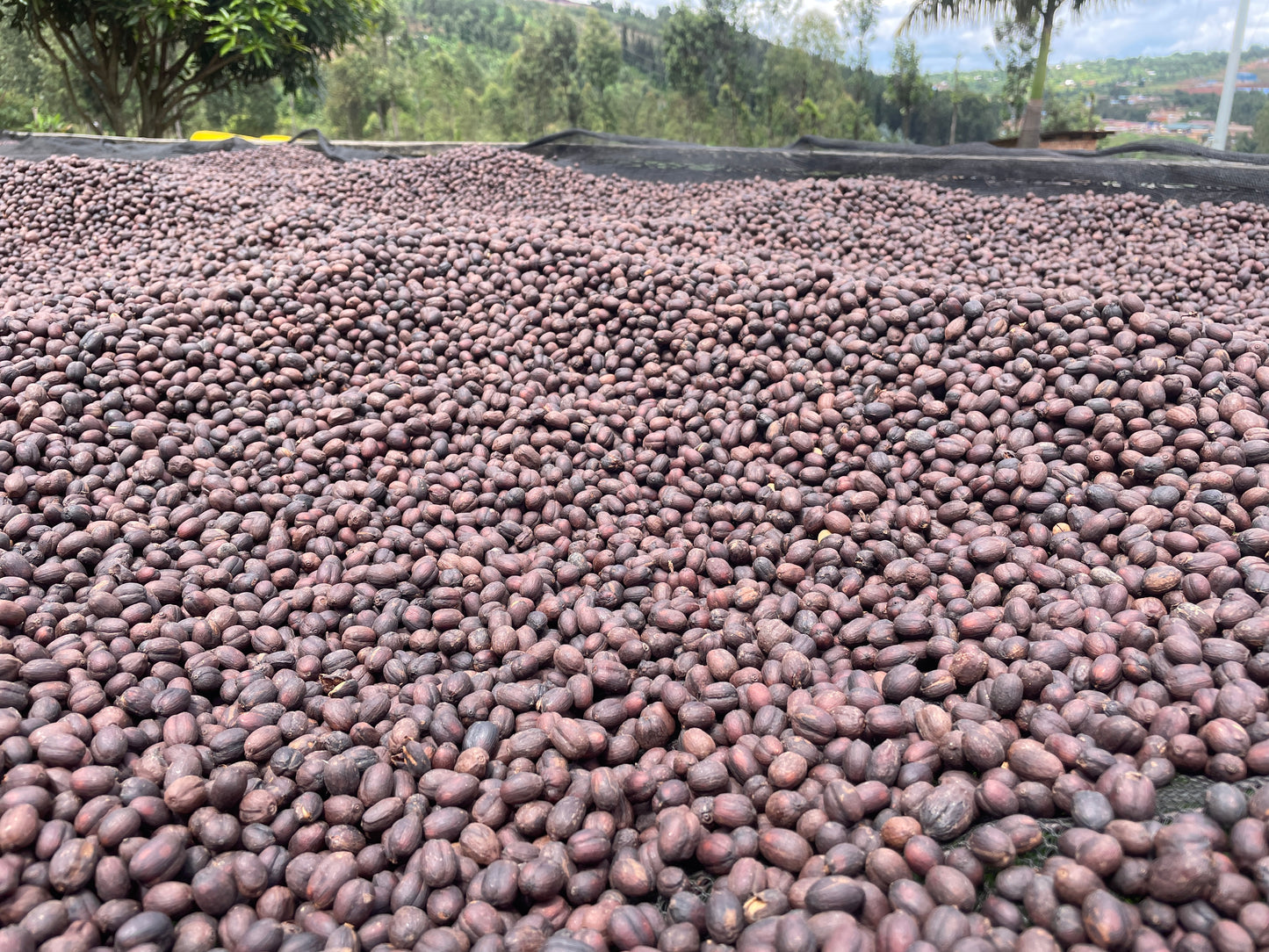 Rwanda Kabuye 100g