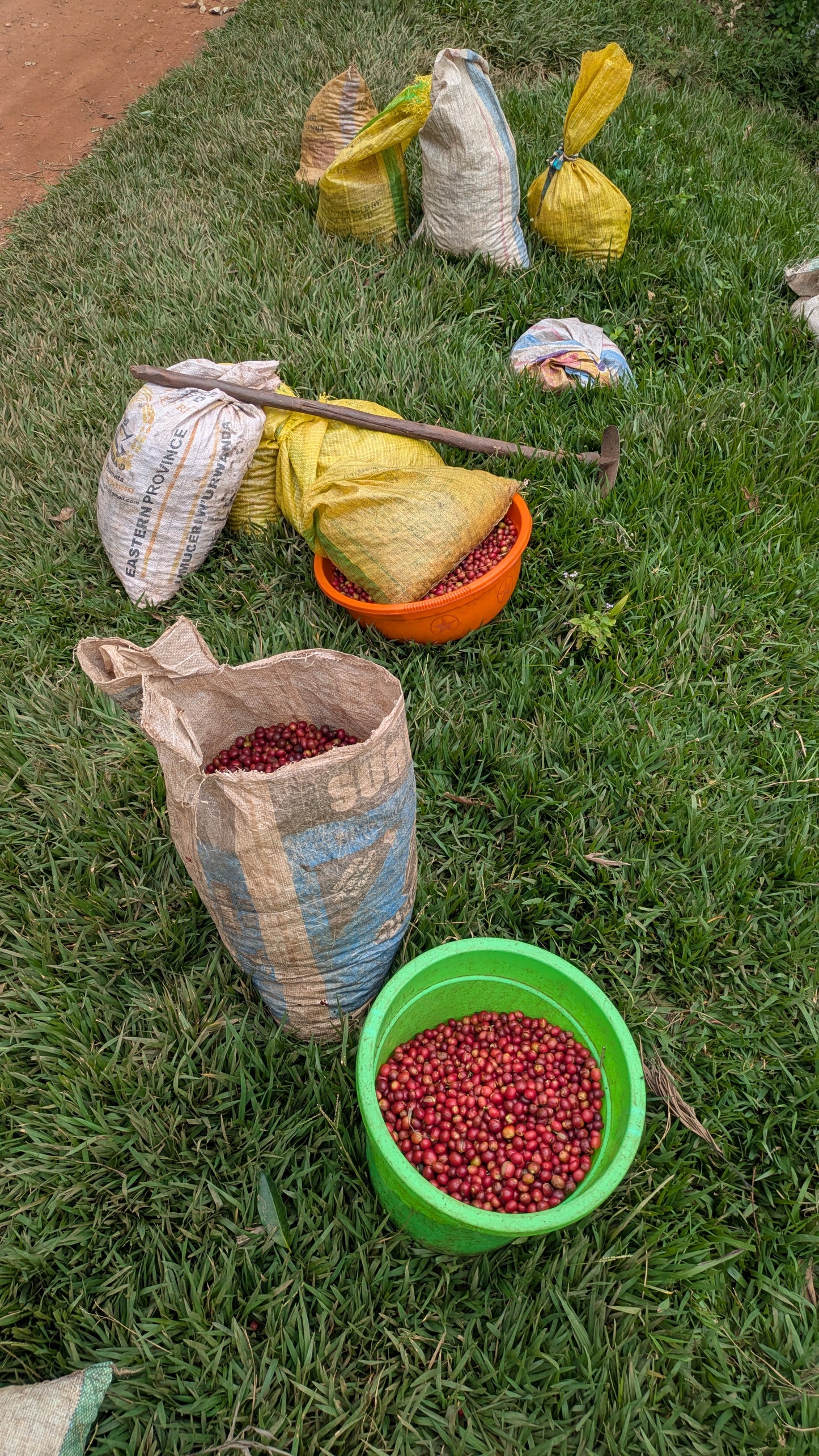 Rwanda Gako 100g