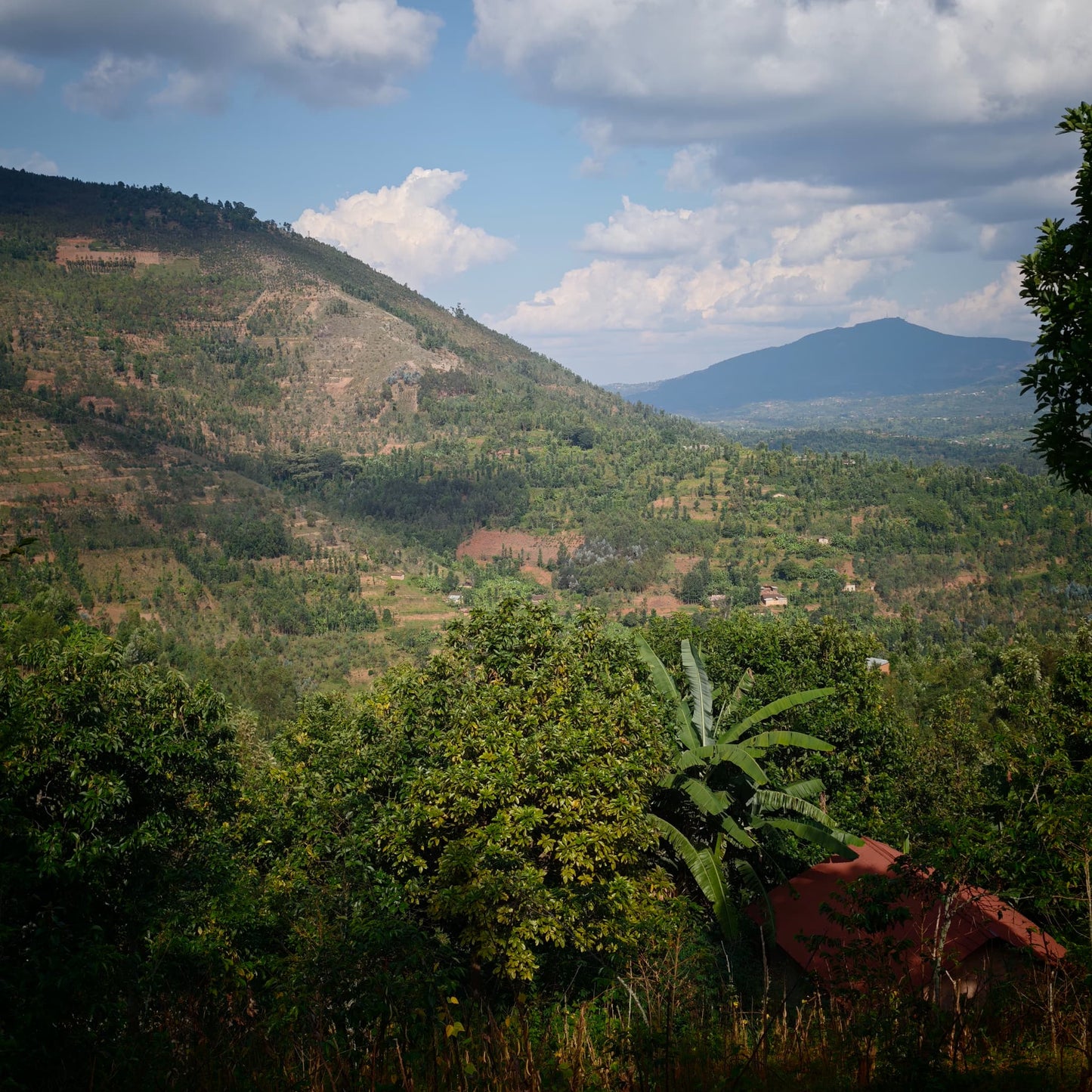 Rwanda KABUYE 100G