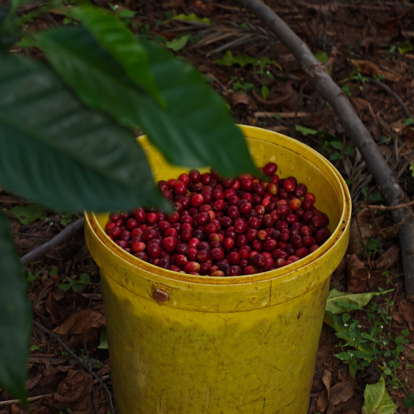 Rwanda GAKO 100G