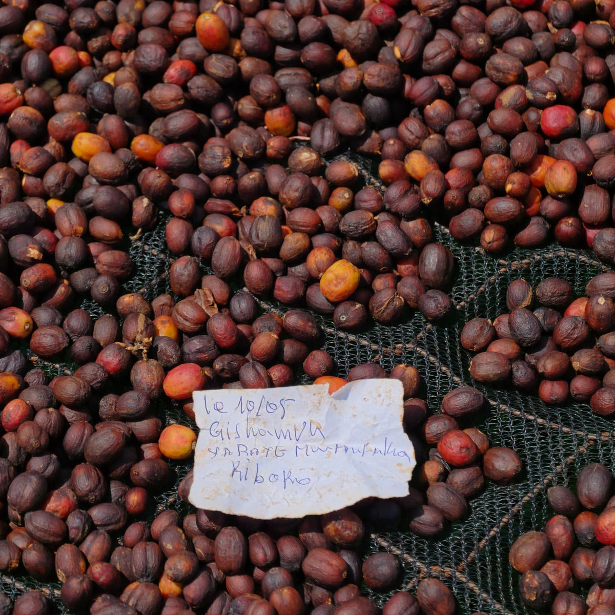 Rwanda GISHAMVU 100G