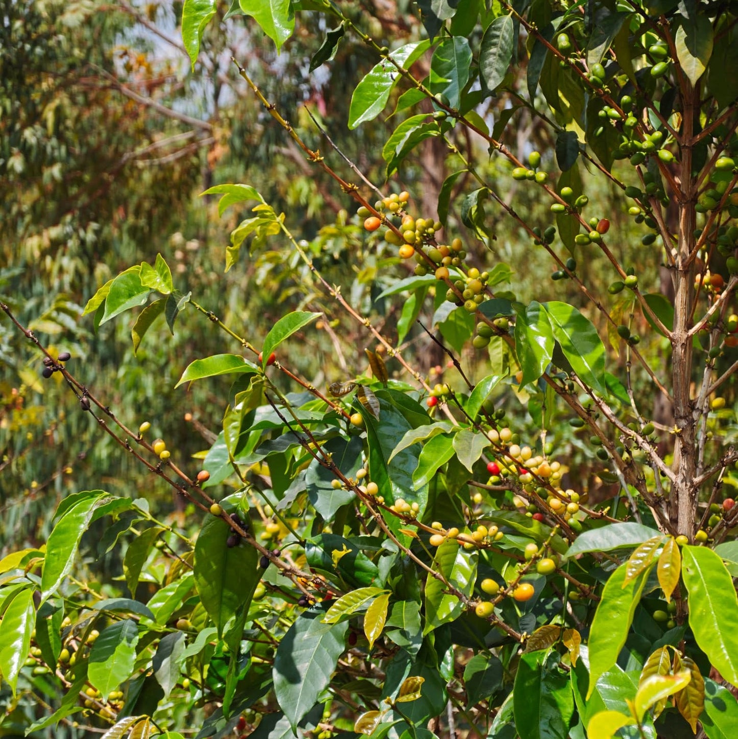 Huye mountain coffee 100G