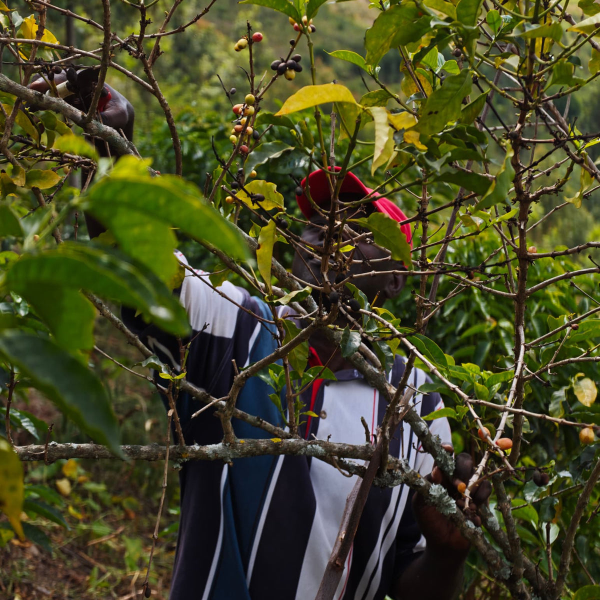 Rwanda GISHAMVU 100G