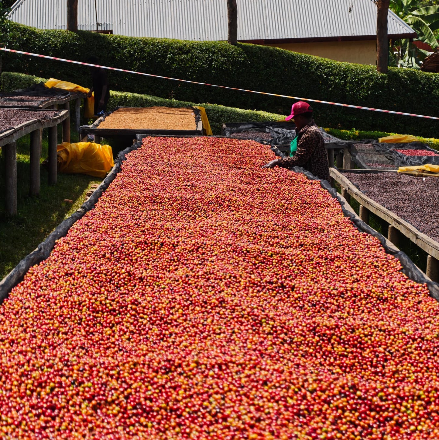 Rwanda KABUYE 100G