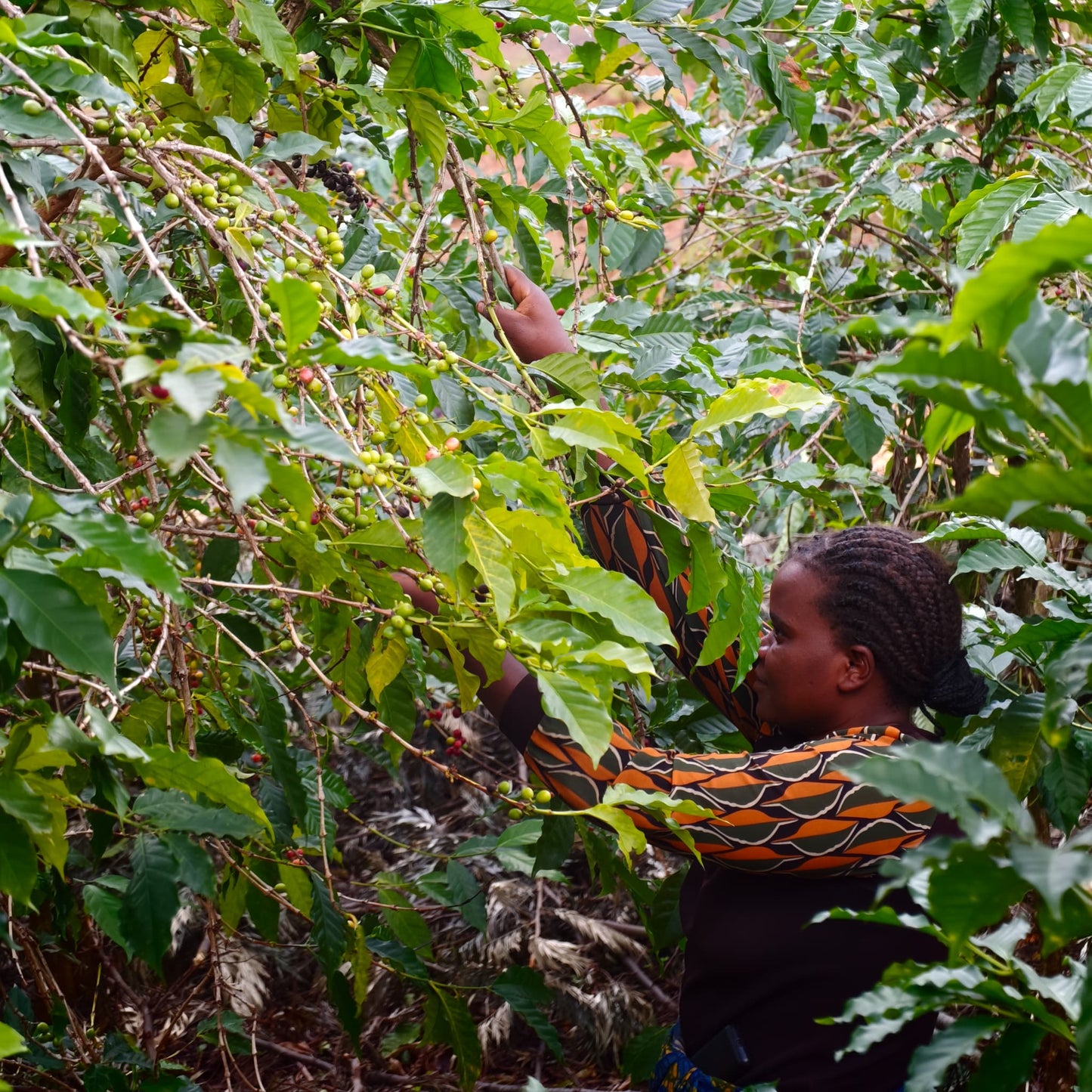 Rwanda GAKO 100G